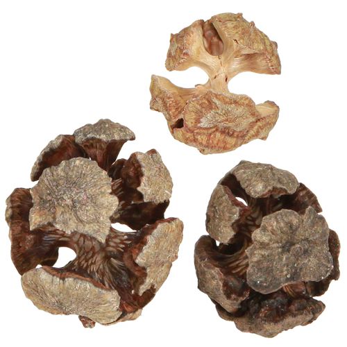 Cypresskottar dekorativa naturliga cypresskottar 2-4cm 250g