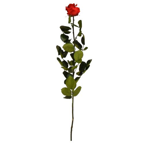 Floristik24 Infinity Rose med löv bevarade Amorosa Röd L54cm