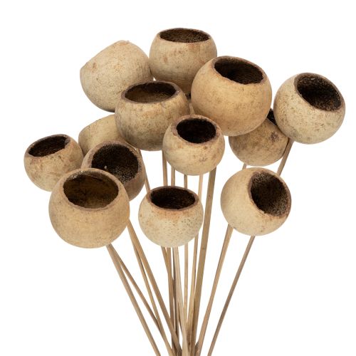 Floristik24 Bell Cup Mix på stjälk, naturliga exotiska sorter, 15 bitar