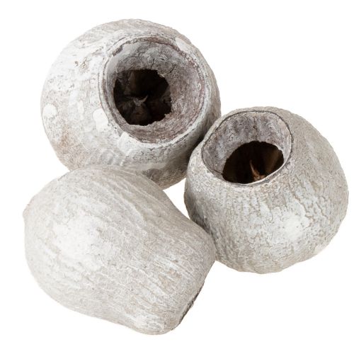 Floristik24 Vitkalkade bellgums 2 cm - 5 cm 500 g