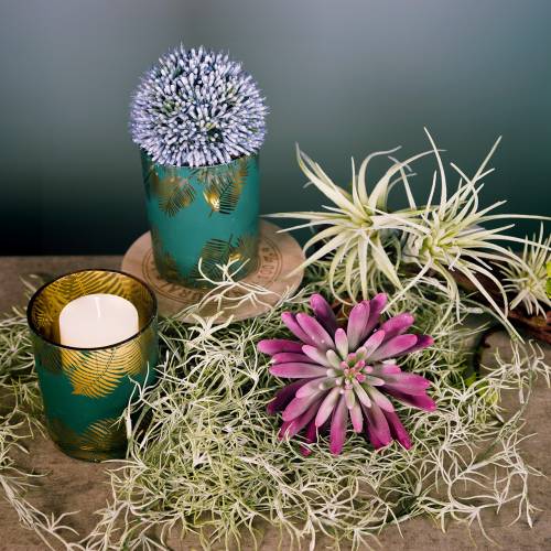 Floristik24 Rot med tillandsia för att hänga 26 cm