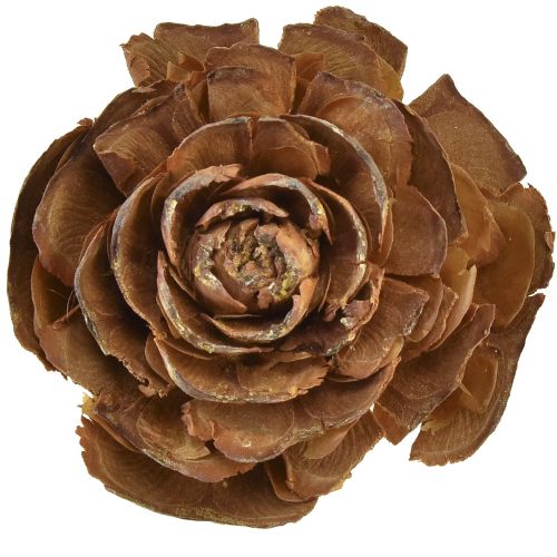 Artikel Koner av cederträ skurna som en rosencederros 4-6cm naturell 50 st