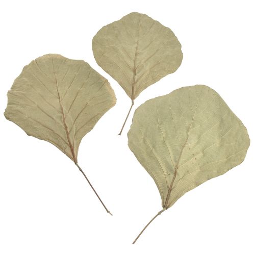 Floristik24 Kobrablad torkade gröna naturell 15cm–17cm 50 st