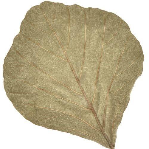 Artikel Kobrablad torkade gröna naturell 15cm–17cm 50 st