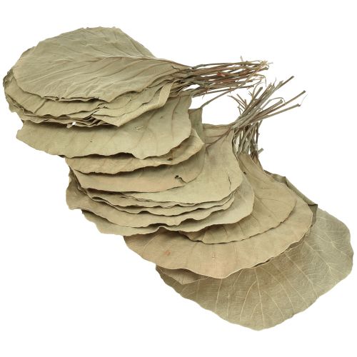 Artikel Kobrablad torkade gröna naturell 15cm–17cm 50 st