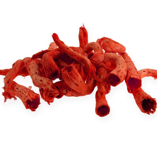 Floristik24 Cupy rot i orange 350g