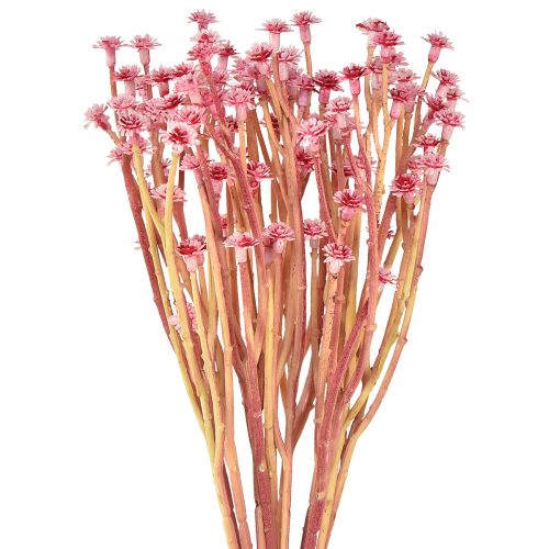 Curryört Immortelle Konstgjord Rosa L28cm 12 st 1 gäng