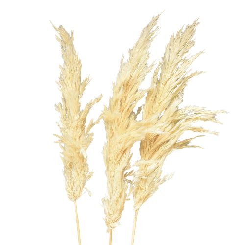 Floristik24 Dekorativ pampas gräskräm torrt gräs blekt 95cm 3 st