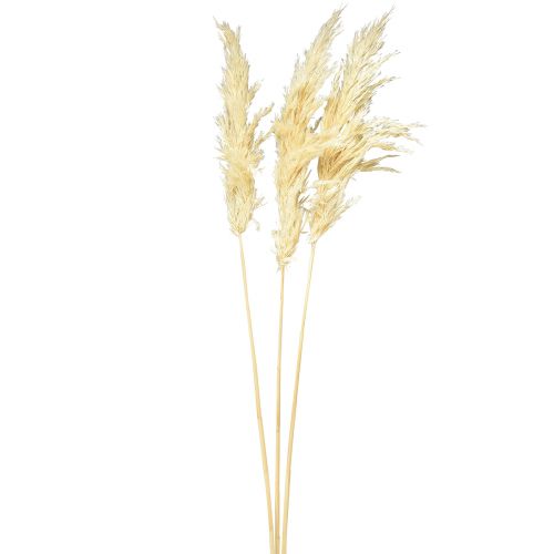 Artikel Dekorativ pampas gräskräm torrt gräs blekt 95cm 3 st