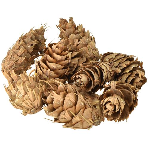 Floristik24 Douglas-koner 1,3 kg