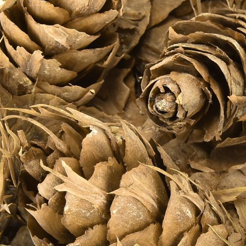 Artikel Douglas-koner 1,3 kg