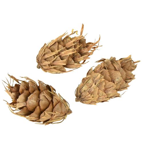 Artikel Douglas-koner 1,3 kg