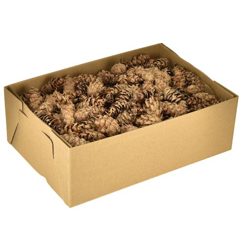 Artikel Douglas-koner 1,3 kg