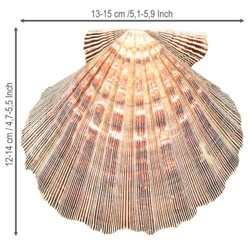 Artikel Riktiga pilgrimsmusslor naturella – maritim känsla naturella 1 kg