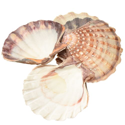 Artikel Riktiga pilgrimsmusslor naturella – maritim känsla naturella 1 kg