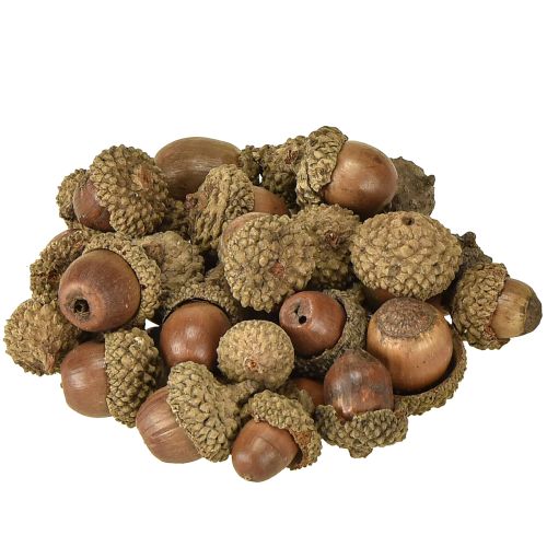 Floristik24 Ekollon för dekoration, höstdekoration, naturliga höstfrukter Ø1,5 – 2,5 cm L1,5 – 3 cm 300 g