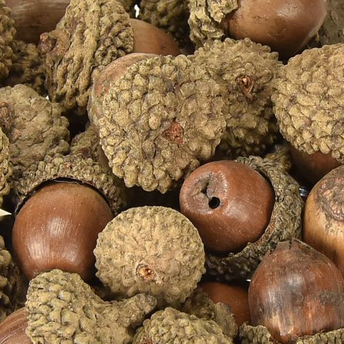 Artikel Ekollon för dekoration, höstdekoration, naturliga höstfrukter Ø1,5 – 2,5 cm L1,5 – 3 cm 300 g