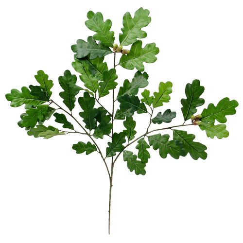 Floristik24 Ekgren 68cm