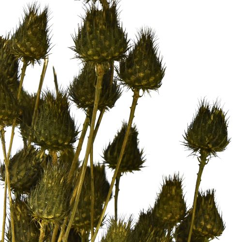 Artikel Jordgubbstistel torr dekoration olivgrön Ø1–2cm L55cm 100g