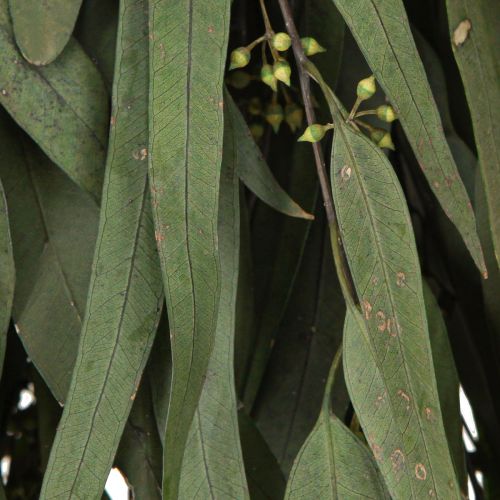 Artikel Eucalyptus Konserverade Grenar Blad Grön Oval 150g