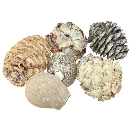 Floristik24 Exotiska kottar Leucodendron vittvättad 3-4cm 450g