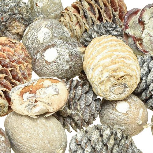 Artikel Exotiska kottar Leucodendron vittvättad 3-4cm 450g