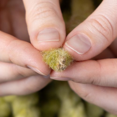 Artikel Fluffigt Mirabell-filtsnöre, ull, grönt, 25m dekorativt band för blomsterdekoration, dekoration, pyssel, gör-det-själv