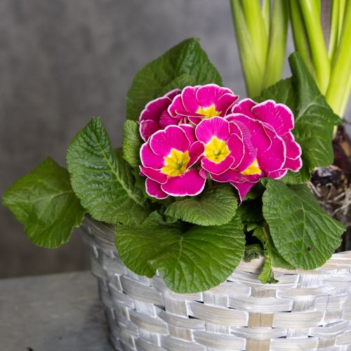 Artikel Flätad korg som snygg blomsterdekoration i vardagsrummet. Påskkorg, 23 cm, 6 delar.