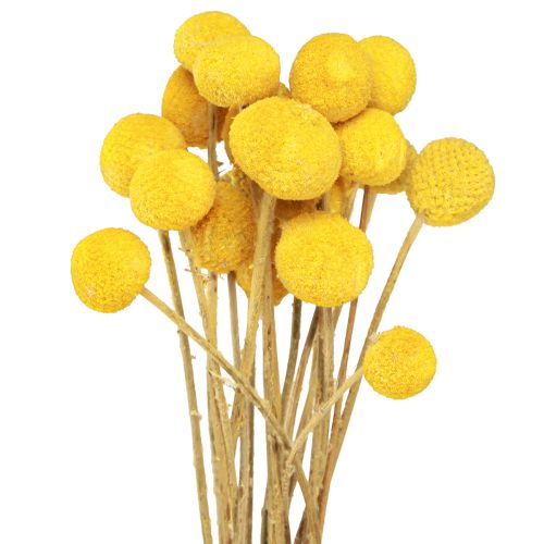 Floristik24 Gula Craspedia torkade trumpinnar 45-55cm 20 st