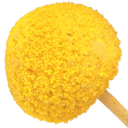 Floristik24 Gula Craspedia torkade trumpinnar 45-55cm 20 st