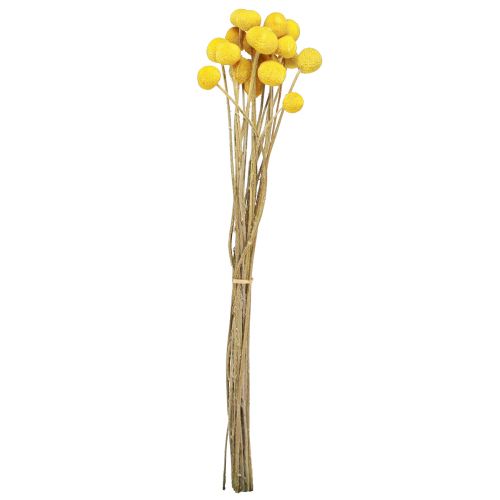 Floristik24 Gula Craspedia torkade trumpinnar 45-55cm 20 st