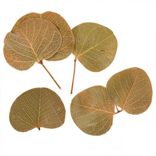 Torkade löv Deco Moneta Dry Floristics Nature 200g