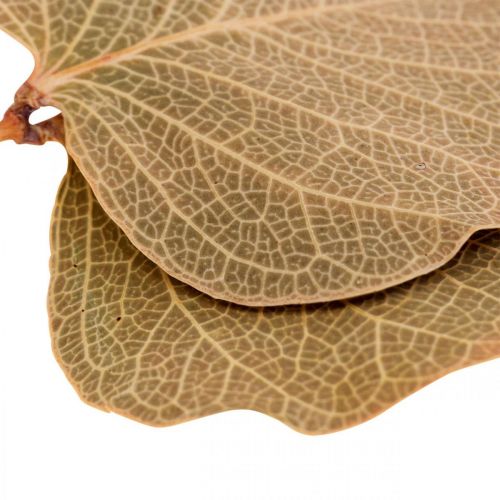 Artikel Torkade löv dekoration Moneta torr blomstring natur 200g