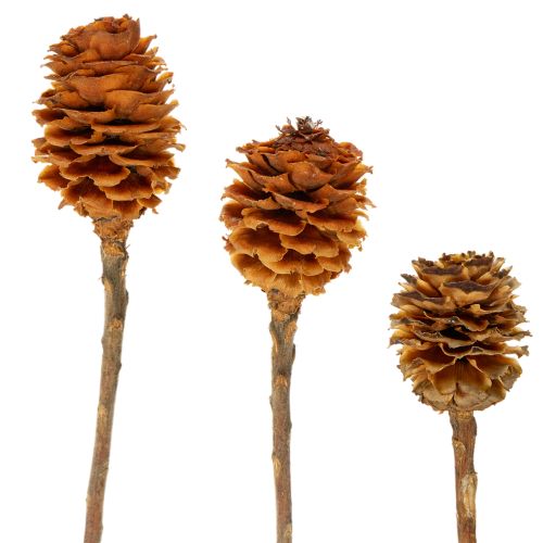 Floristik24 Glabrum Leucospermum Torkade Blommor 25-40cm 25 st