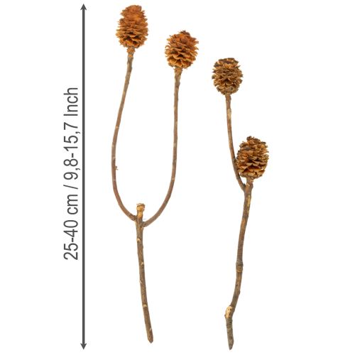 Artikel Glabrum Leucospermum Torkade Blommor 25-40cm 25 st