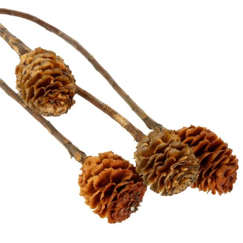 Artikel Glabrum Leucospermum Torkade Blommor 25-40cm 25 st