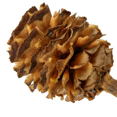 Artikel Glabrum Leucospermum Torkade Blommor 25-40cm 25 st
