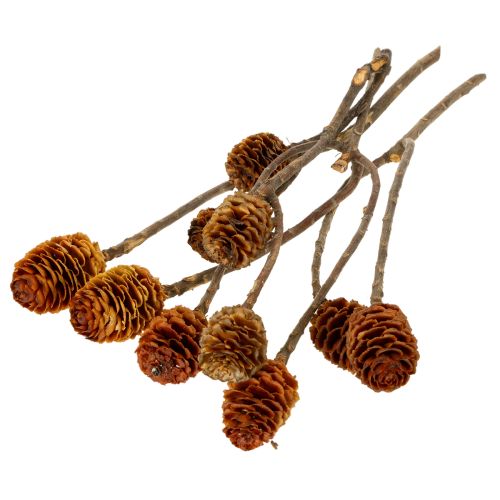 Artikel Glabrum Leucospermum Torkade Blommor 25-40cm 25 st