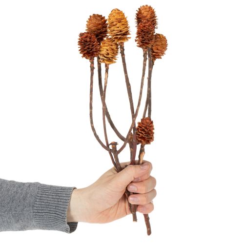 Artikel Glabrum Leucospermum Torkade Blommor 25-40cm 25 st