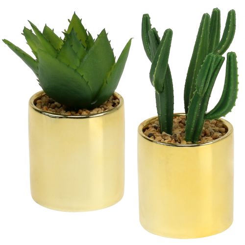Floristik24 Kaktusgröna i gyllene kruka 12cm - 17cm 4st