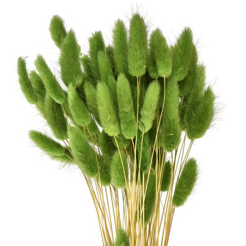 Floristik24 Kaninsvansgräs prydnadsgräs Lagurus olivgrön L65cm 50g
