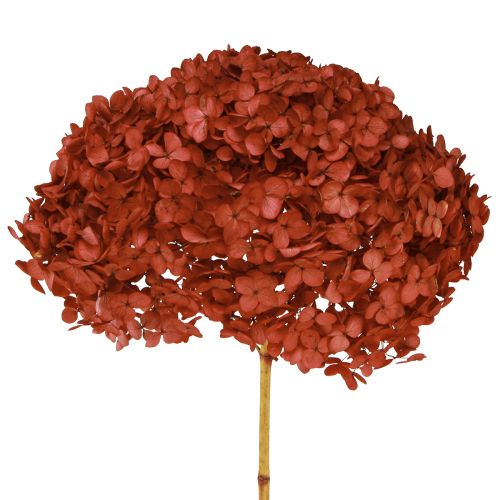 Floristik24 Hortensia Konserverade Torkade Blommor Röda Ø20cm L50–60cm