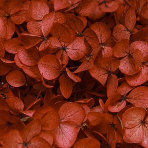 Floristik24 Hortensia Konserverade Torkade Blommor Röda Ø20cm L50–60cm