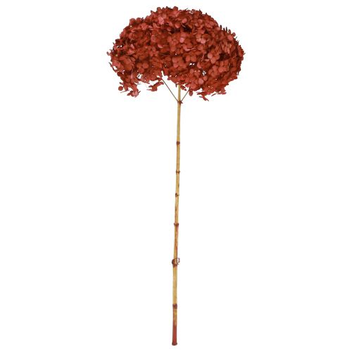 Floristik24 Hortensia Konserverade Torkade Blommor Röda Ø20cm L50–60cm