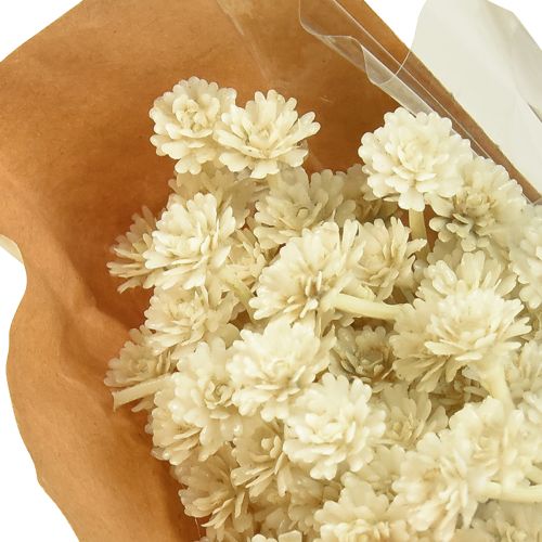 Artikel Konstgjord curryört vit beige L28cm 12 st 1 knippe
