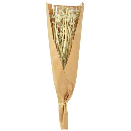 Artikel Konstgjord curryört vit beige L28cm 12 st 1 knippe