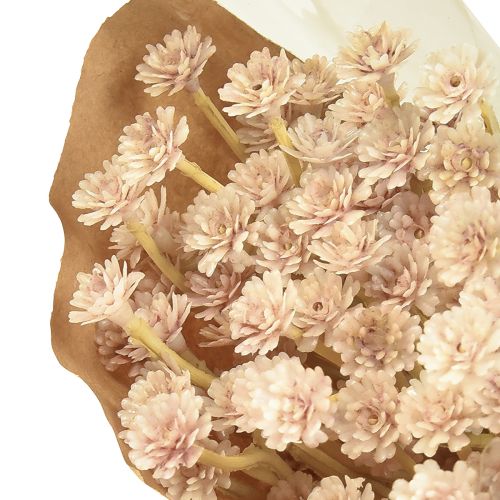 Artikel Italienska Strawflower Konstgjorda Blommor Rosa L28cm