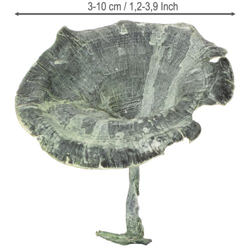 Artikel Kalix Champinjon Grön, Vitkalkad 100 st