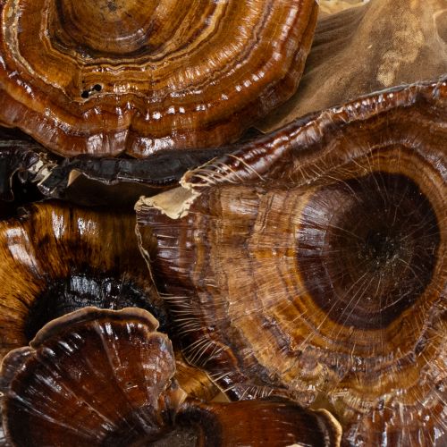 Artikel Kalix Svamp Naturlackerad 100 st