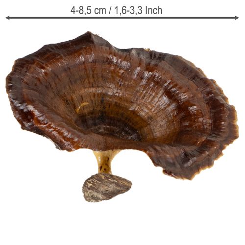 Artikel Kalix Svamp Naturlackerad 100 st